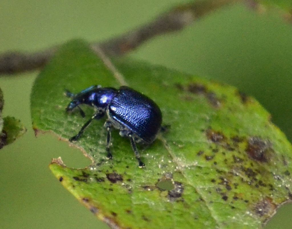 Curculionide id - Byctiscus sp. (Rynchitidae)